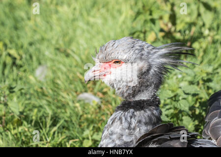 Südlichen Screamer (Chauna Torquata), auch bekannt als der crested Screamer. Nahaufnahme des Kopfes Stockfoto