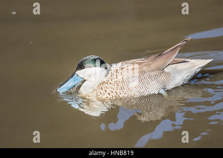 Petrol / Puna (Anas Puna) Swwimming. Stockfoto