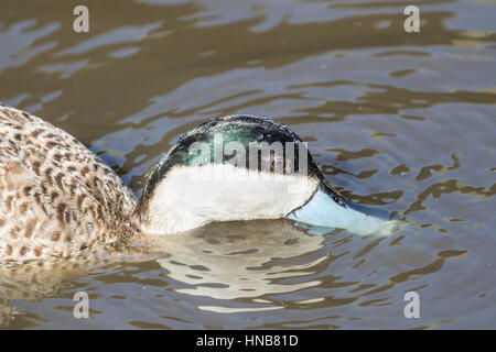 Petrol / Puna (Anas Puna) Swwimming. Stockfoto