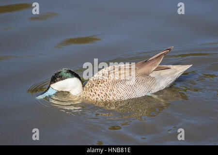 Petrol / Puna (Anas Puna) Swwimming. Stockfoto