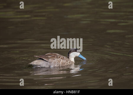 Petrol / Puna (Anas Puna) Swwimming. Stockfoto