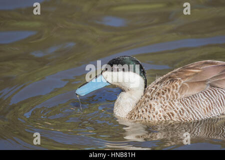 Petrol / Puna (Anas Puna) Swwimming. Stockfoto