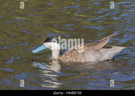 Petrol / Puna (Anas Puna) Swwimming. Stockfoto