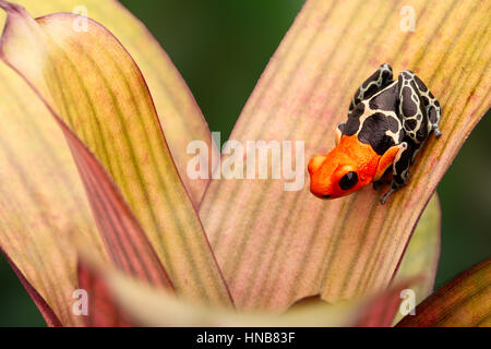 vergiften Sie Dart oder Pfeil Frosch, Ranitomeya Fantastica Caynarichi Morph. Eine kleine rote Spitze Dendrobates aus dem Amazonas-Regenwald in Peru. Dieses Tier ist Stockfoto