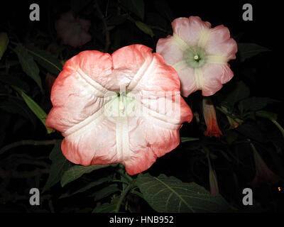 Brugmansia suaveolens Stockfoto