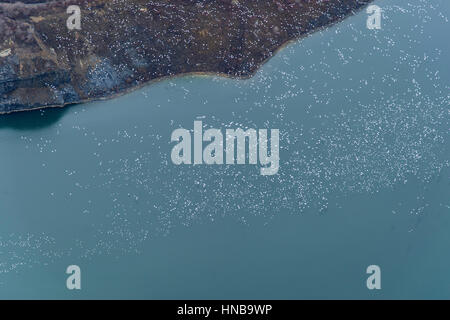 Fliegen über Vögel im Flug Stockfoto