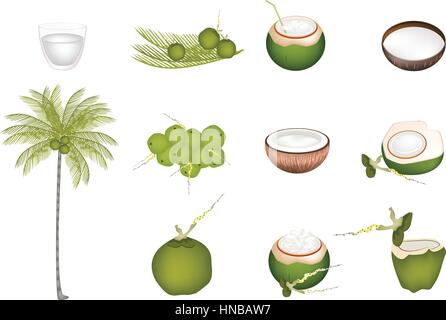 Abbildung Sammlung von schönen frischen Kokosnüssen mit tropischen Palmen und Kokosnuss Wasser trinken. Stock Vektor