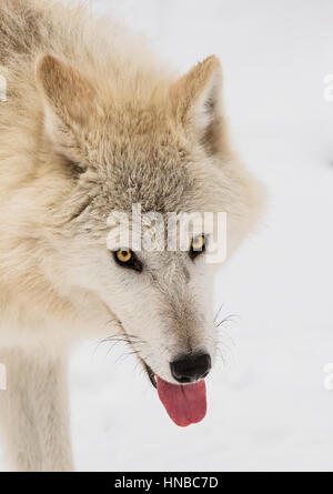 Grauer Wolf; Canus Lupus; Britisch-Kolumbien; Kanada Stockfoto