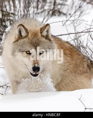 Grauer Wolf; Canus Lupus; Britisch-Kolumbien; Kanada Stockfoto