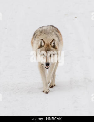 Grauer Wolf; Canus Lupus; Britisch-Kolumbien; Kanada Stockfoto