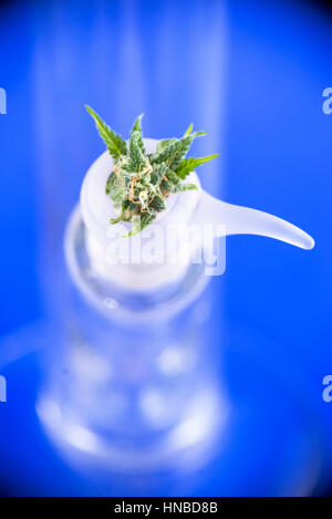 Makro-Detail frisch Cannabis Blume auf einer Bong Schüssel über blauem Hintergrund - medizinisches Marihuana-Konzept Stockfoto