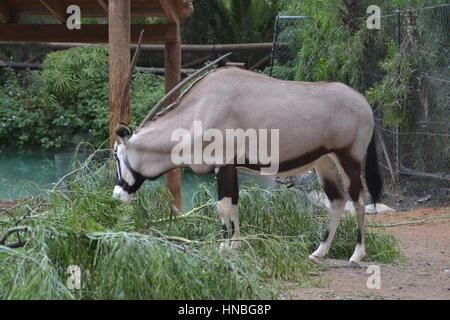 Der gemsbok oder gemsbuck (Oryx gazella) ist große Antilope im Oryx Gattung. Sie ist heimisch in trockenen Regionen Südliches Afrika, Oasis Park, Fuerteventura Stockfoto