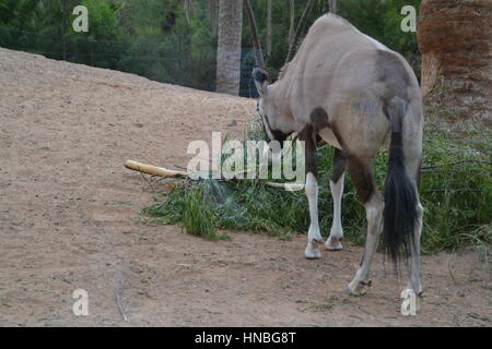 Der gemsbok oder gemsbuck (Oryx gazella) ist große Antilope im Oryx Gattung. Sie ist heimisch in trockenen Regionen Südliches Afrika, Oasis Park, Fuerteventura Stockfoto