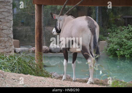 Der gemsbok oder gemsbuck (Oryx gazella) ist große Antilope im Oryx Gattung. Sie ist heimisch in trockenen Regionen Südliches Afrika, Oasis Park, Fuerteventura Stockfoto