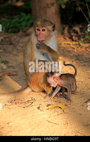 Red Monkey, Macaca Sinica), Mutter mit jungen, Yala Nationalpark, Sri Lanka, Asien Stockfoto