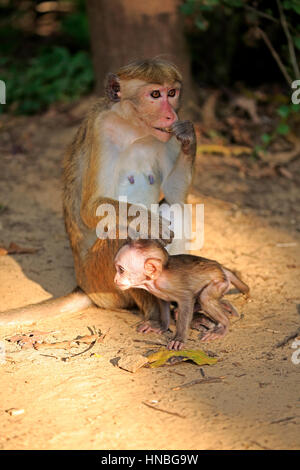 Red Monkey, Macaca Sinica), Mutter mit jungen, Yala Nationalpark, Sri Lanka, Asien Stockfoto