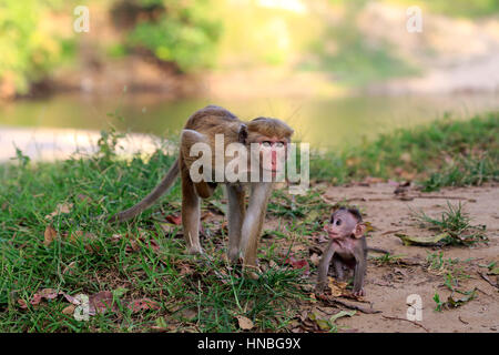 Red Monkey, Macaca Sinica), Mutter mit jungen, Yala Nationalpark, Sri Lanka, Asien Stockfoto