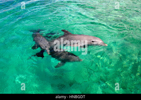 Flasche – Nosed Delfin, Bottle-Nosed Dolphin, Flasche Nase Delphin, Tursiops Truncatus, Roatan, Honduras, Karibik, Mittelamerika, Lateinamerica, Dre Stockfoto