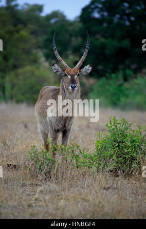 Gemeinsamen Wasserbock, (Kobus Ellipsiprymnus), männlichen Erwachsenen, Krüger Nationalpark, Südafrika, Afrika Stockfoto