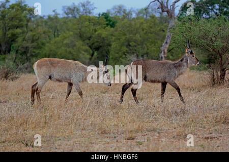 Gemeinsamen Wasserbock (Kobus Ellipsiprymnus), zwei Männchen, Krüger Nationalpark, Südafrika, Afrika Stockfoto