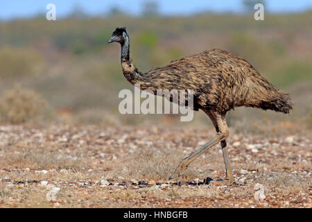 Wirtschafts-und Währungsunion (Dromaius Novaehollandiae) Erwachsenen gehen, Sturt Nationalpark, New South Wales, Australien Stockfoto