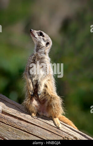 Suricate, (Suricata Suricatta), Erwachsener aufrecht Warnung, Afrika, Erdmännchen, Erdmännchen stehend Stockfoto