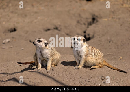 Suricate, (Suricata Suricatta), erwachsenes paar alert, Western Cape, Südafrika, Afrika, Erdmännchen, kleine Karoo, Erdmännchen Stockfoto