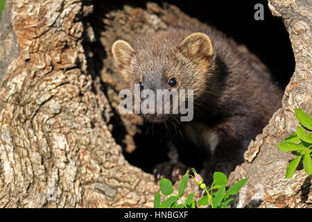 Fisher, Martes Pennanti, Montana, North America, USA, vierzehn Wochen alte Fischer an den Stockfoto