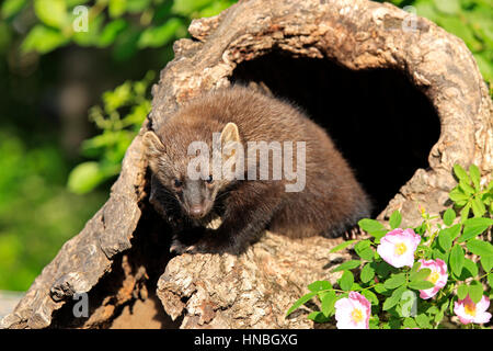 Fisher, Martes Pennanti, Montana, North America, USA, vierzehn Wochen alte Fischer an den Stockfoto