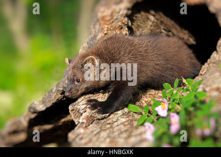 Fisher, Martes Pennanti, Montana, North America, USA, vierzehn Wochen alte Fischer an den Stockfoto