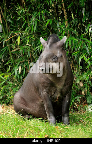 Brasilianische Tapir, Flachland Tapir (Tapirus Terrestris), Südamerika, Erwachsene ruhen Stockfoto