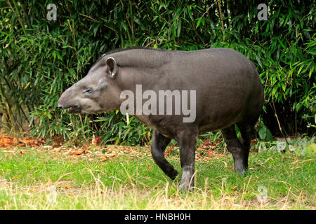 Brasilianische Tapir, Flachland Tapir (Tapirus Terrestris), Südamerika, Erwachsene Stockfoto