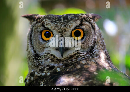 Uhu (Bubo Africanus) gesichtet, Erwachsene Porträt alert, Südafrika, Afrika Stockfoto