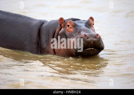 Nilpferd, (Hippopatamus Amphibius), Erwachsene im Wasser Porträt, Saint Lucia Estuary, Isimangaliso Wetland Park, Kwazulu Natal, Südafrika, Afrika Stockfoto