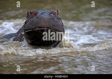 Nilpferd, (Hippopatamus Amphibius), Erwachsene im Wasser Porträt, Saint Lucia Estuary, Isimangaliso Wetland Park, Kwazulu Natal, Südafrika, Afrika Stockfoto