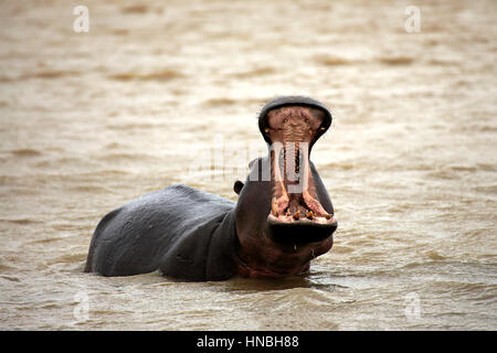 Nilpferd, (Hippopatamus Amphibius), Erwachsene im Wasser Jawning, St. Lucia Estuary, Isimangaliso Wetland Park, Kwazulu Natal, Südafrika, Afrika Stockfoto