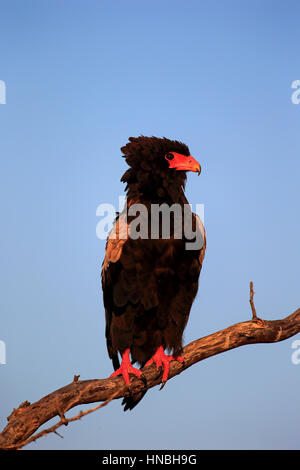 Bateleur, (Terathopius Ecaudatus), Erwachsene auf Zweig, Krüger Nationalpark, Südafrika, Afrika Stockfoto