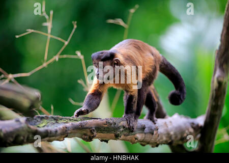 Brauner Kapuziner, getuftet Kapuziner, schwarz-capped Kapuziner (Cebus Apella), Erwachsene auf Baum, Südamerika Stockfoto