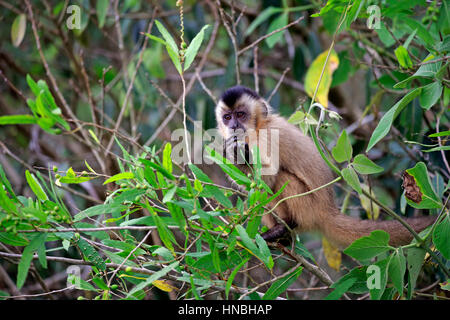 Brauner Kapuziner, getuftet Kapuziner schwarz-capped Kapuziner, (Cebus Apella), Halbwüchsige Fütterung auf Baum, Pantanal, Mato Grosso, Brasilien, Südamerika Stockfoto