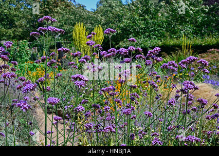 Ein Cottage Garten Blume Grenze mit gemischte Pflanzung einschließlich Verbena Bonariensis Königskerzen und Mullen Stockfoto