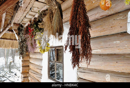 Suspendiert Trauben von getrockneten Kräutern auf der Veranda eines alten ukrainischen Holzhaus hautnah Stockfoto