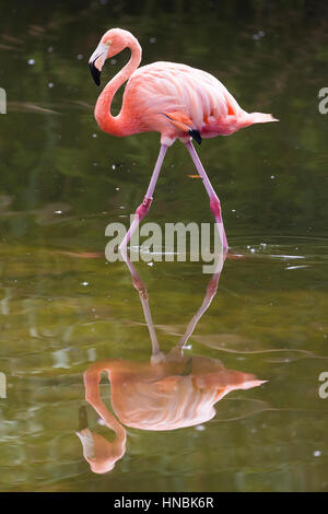 Amerikanische Flamingo (Phoenicopterus Ruber) reflektiert. Stockfoto