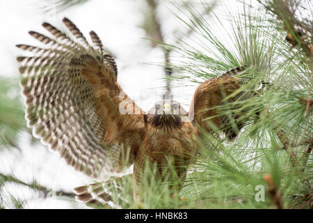 Ein rot-geschultert Habicht schlägt mit den Flügeln stehen in einer Tanne in weiche bedeckt Licht. Stockfoto