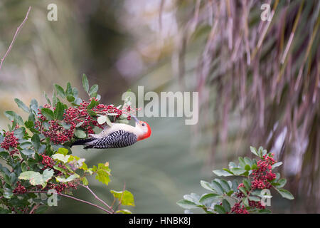 Ein Rotbauch-Specht hängt von einem Zweig mit roten Beeren im trüben Licht bedeckt. Stockfoto