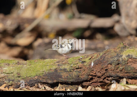 Wald-Bachstelze (Dendronanthus Indicus) - ein Vogel zu Fuß entlang einem gefallenen Baumstamm liegend auf dem Boden im Wald am See Miike, Kyushu, Japan Stockfoto