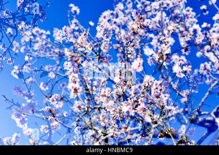 Mehrfachbelichtung Mandelbäume in voller Blüte, mit vielen schönen rosa und weißen Blüten Stockfoto