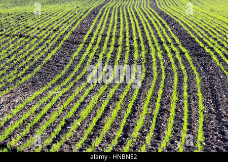 junge Maispflanzen in Reihen auf kultivierten Ackerland Stockfoto