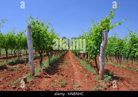 Weinberg in Istrien, Kroatien im Sommer / grüne Blätter im Weinberg auf rotem Grund an sonnigen Tag / Landwirtschaft in Kroatien Stockfoto