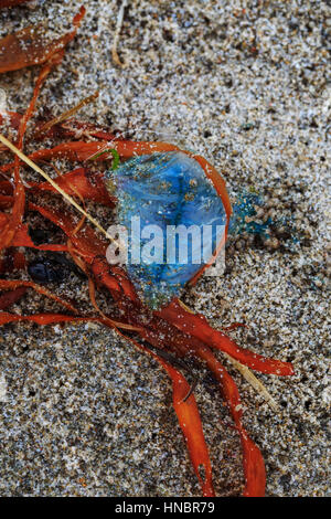 Blaue Flasche Quallen angespült mit Algen. Stockfoto