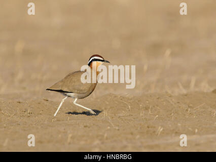 Indische Renner - Cursorius coromandelicus Stockfoto